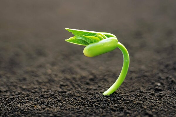 A sprout appeared from the ground. Macro shooting