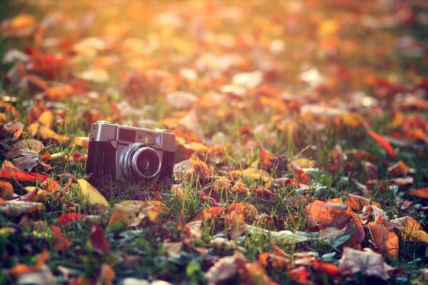 Appareil photo au soleil d automne sur l herbe