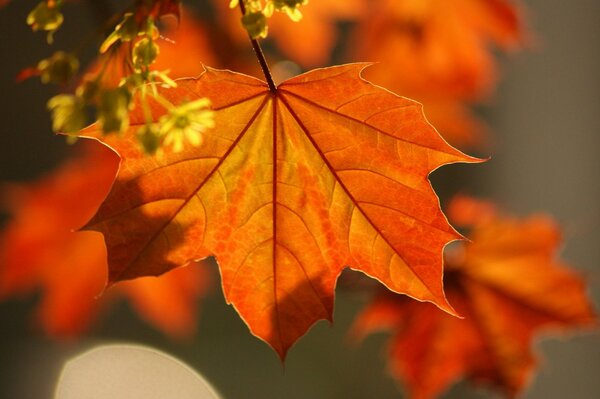 Feuilles d érable éclairées par les rayons du soleil