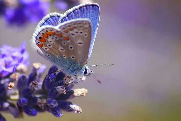 Merveilleux papillon sur une belle fleur