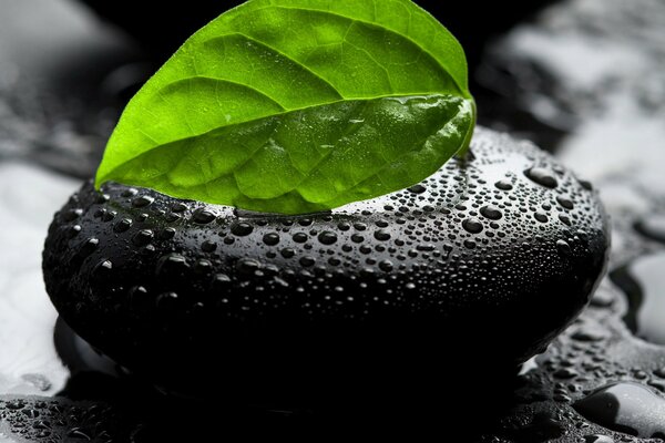 A green leaf lies on a black stone