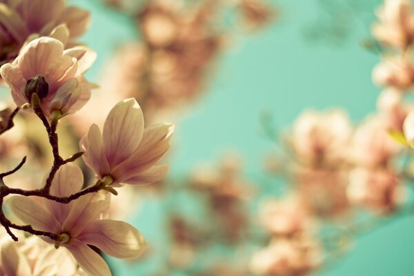 Beautiful nature, magnolia flowers on branches in spring