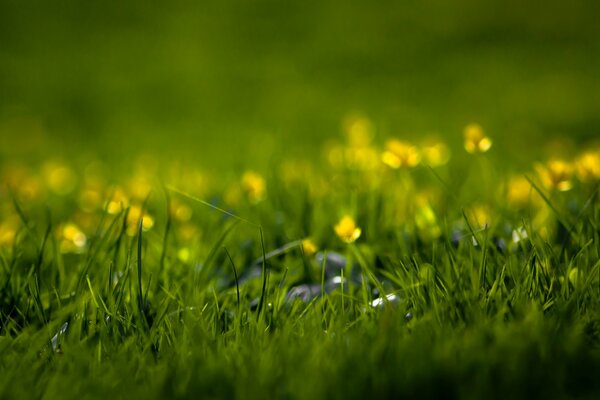 Campo verde con i fiori gialli