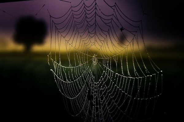 Macro webs with water droplets