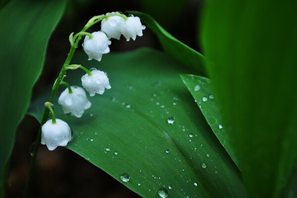 White lilies of the valley on the background of dew