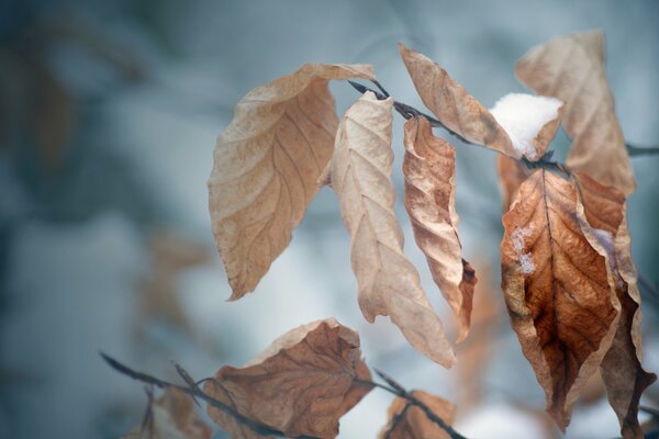 È arrivato l autunno e il freddo, gli alberi si preparano per l inverno