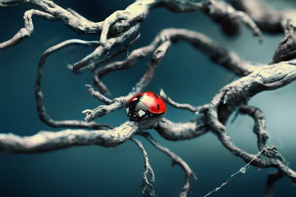 Ladybug on a branch without leaves