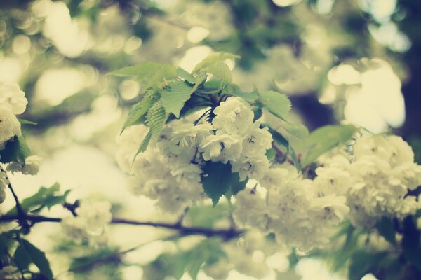 Fiori bianchi come la neve su un ramo in primavera