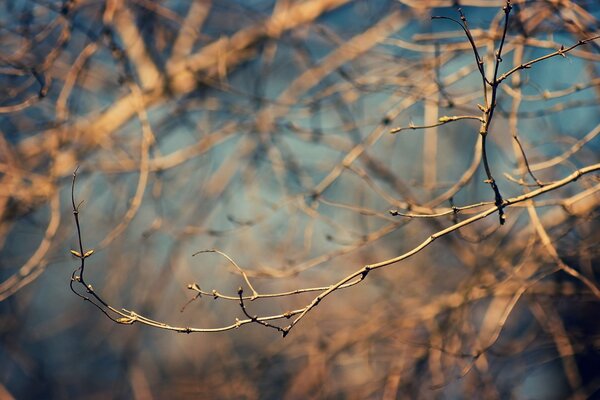 Branches d arbres nus au printemps