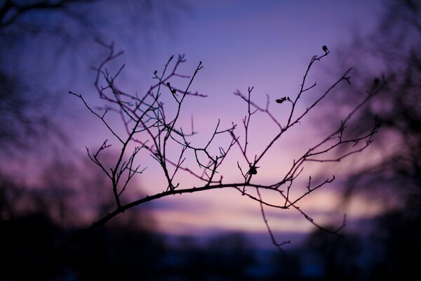 Photo of branches in the sunset sky