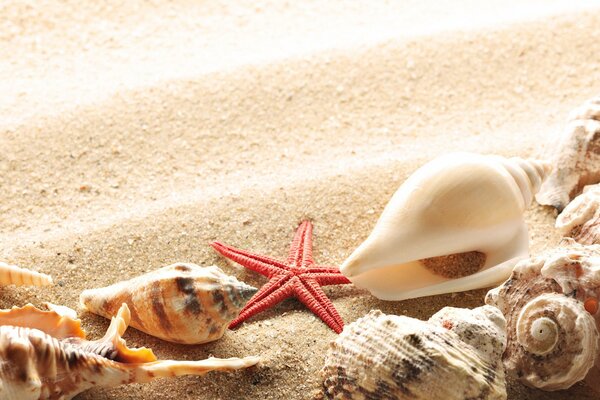 Seashells on white sand