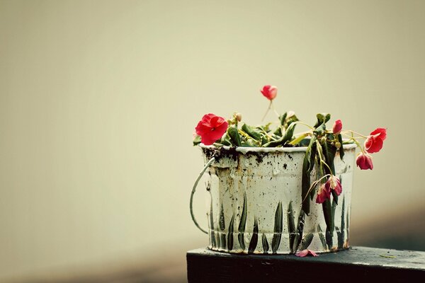 Rote Blumen in einem schönen Eimer