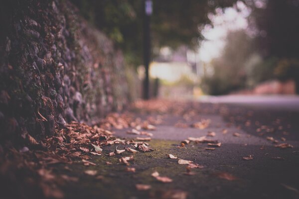 Chaussée d automne avec des feuilles près