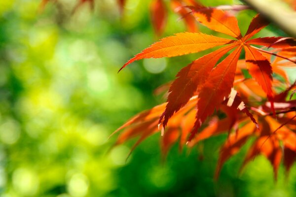 Beautiful autumn leaf on a green background