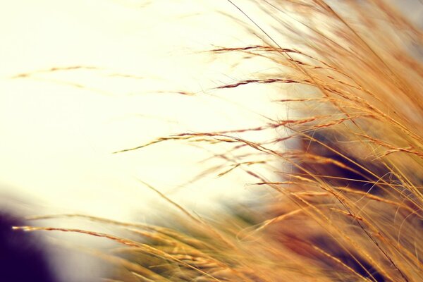 Trockenes Herbstgras auf dem Foto