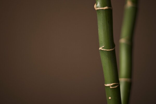 Green bamboo macro magnification