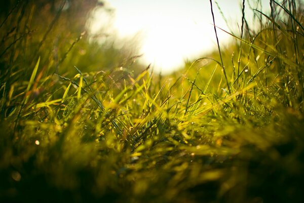 Vue de l herbe verte à l aube