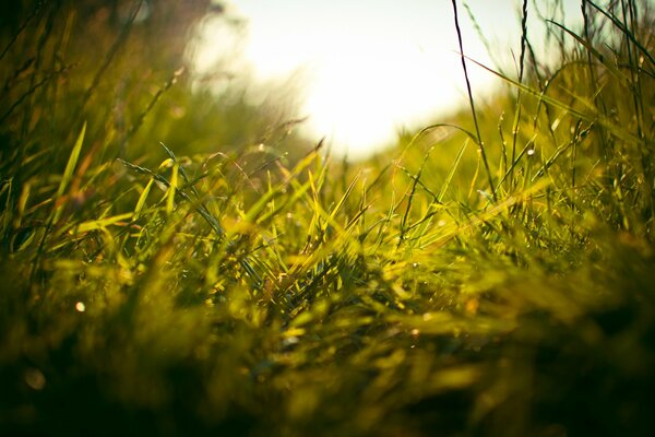 Вид зеленой травы на рассвете