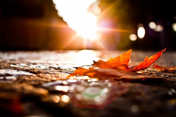 A fallen leaf on the road