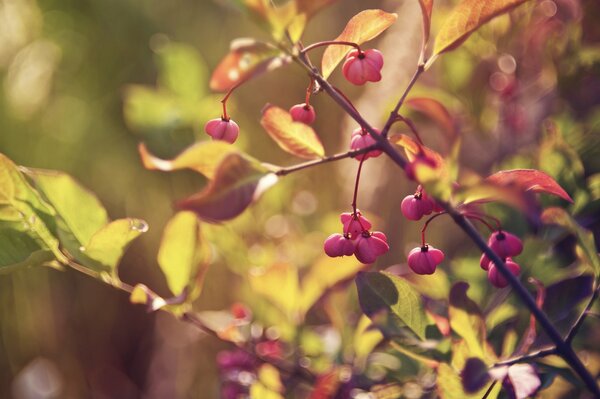 Gereifte Beeren auf dem Herbstzweig des Busches