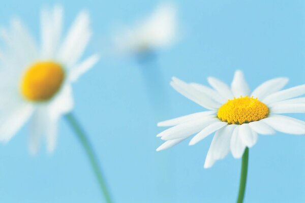 Marguerites blanches éblouissantes sur fond bleu