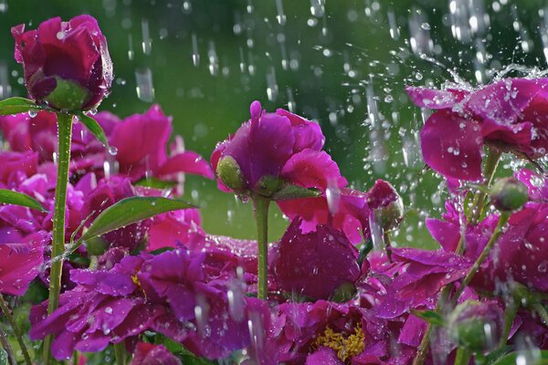 Clairière avec des fleurs roses sous les gouttes de pluie