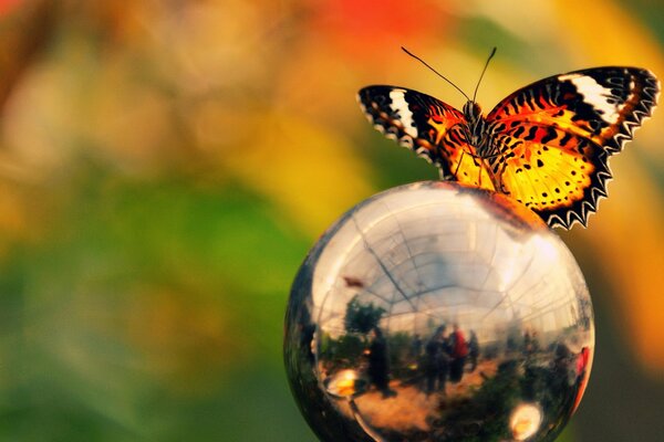 Desktop-Hintergrund Schmetterling auf einer silbernen Kugel