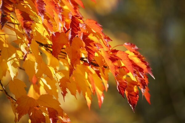 Herbstlaub auf einem Ast