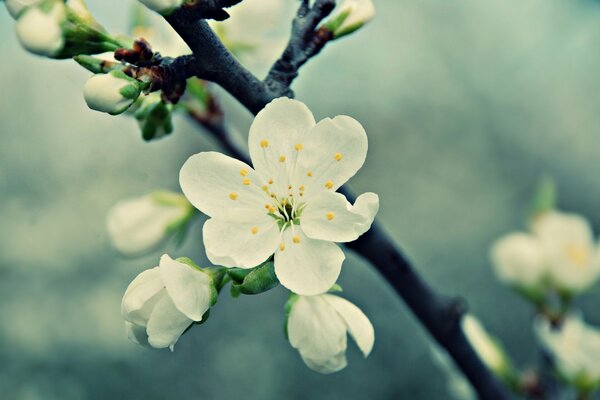 Weiße Blüten blühen im Frühling auf Kirschzweigen