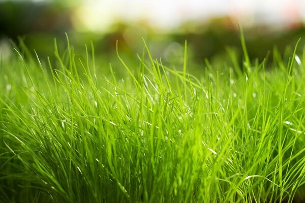 Bright green juicy grass close-up