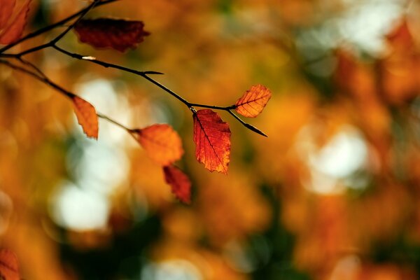 Macro fotografía de una rama de otoño con hojas amarillas