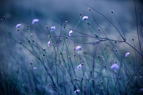 Por la noche, la naturaleza en tonos azules:hierba, plantas y flores