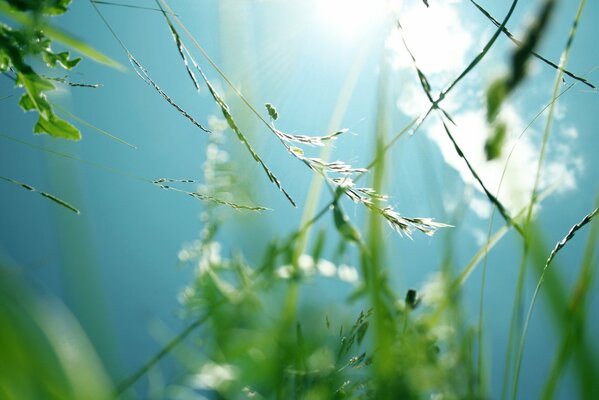 Grass view of the sky from below