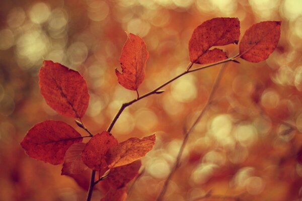 Herbst goldene Wartezeit
