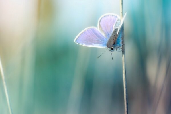 Macro butterfly on a blade of grass, desktop wallpaper
