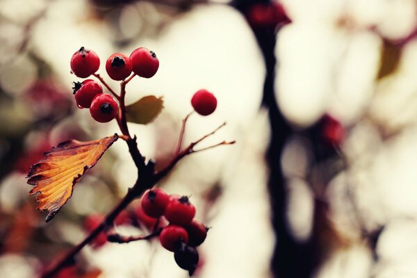 So kam der Herbst... rote Eberesche