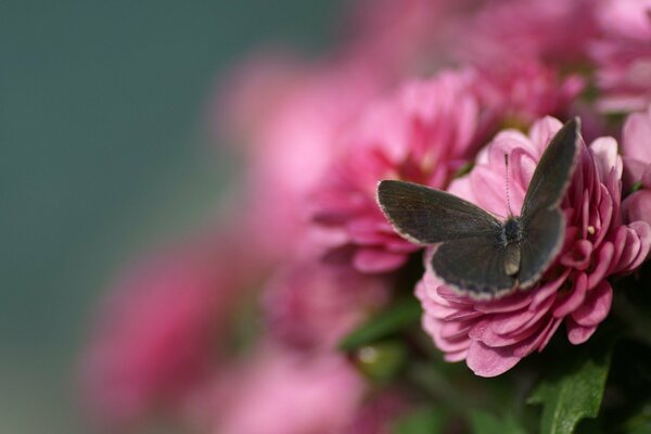 Auf den rosa Blüten sitzt ein Schmetterling