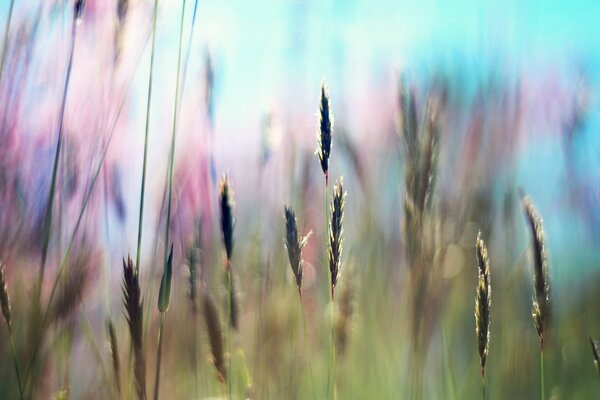 A picture of grass in a field against a blue sky