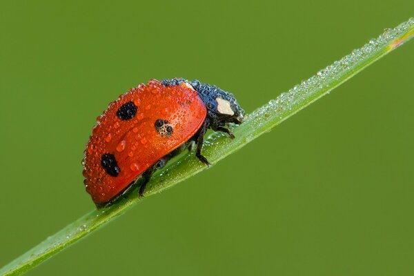 Coccinella sul campo dopo la pioggia