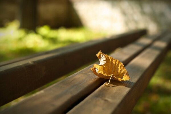 Golden autumn in sunny Park