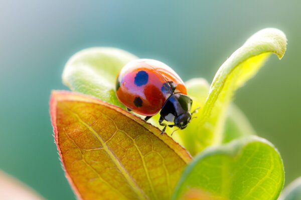 Coccinella sulle foglie in una giornata di sole