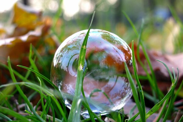 Reflection of grass and trees in a soap bubble