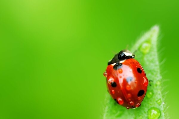 Macro photo. Ladybug on a green leaf