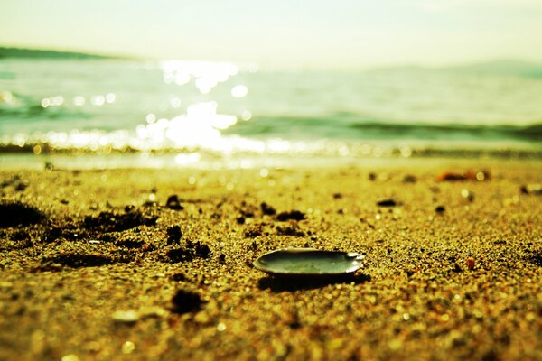 A small shell on the sand on the surf line