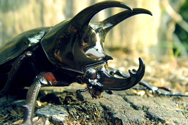 Rhinoceros beetle with horns, whiskers, paws and shell