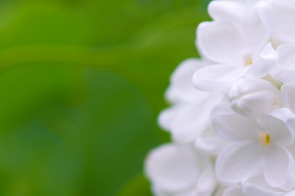 Weiße Blumen auf grünem Hintergrund