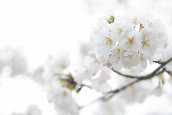 White branch of beautiful flowers