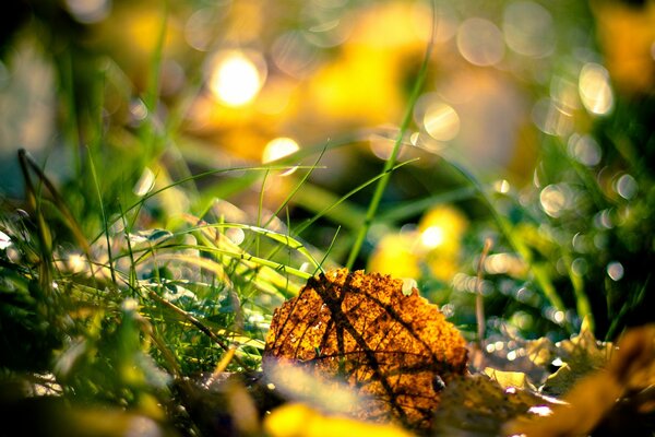 Feuille d automne dans l herbe verte