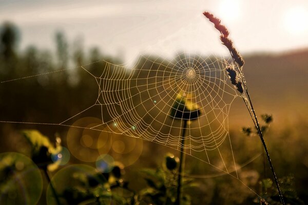 Spinnennetz auf der Wiese im Morgengrauen