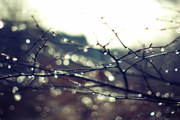 Autumn rain on tree branches